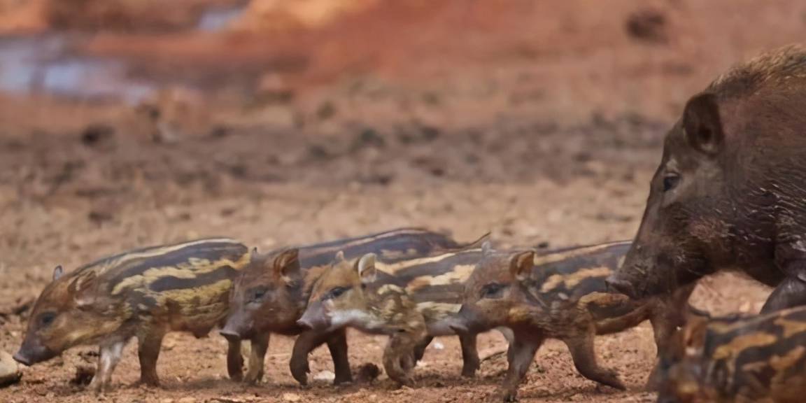 原创四川一村支书巡山被野猪攻击致死人猪矛盾激化可以开放捕猎吗
