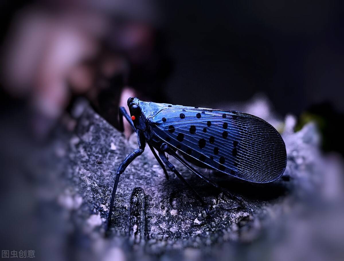 原创野外常见昆虫同翅目昆虫