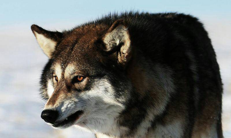 原创狂野祁连山动物世界永远没有赢家狼能杀野驴野驴也能杀狼