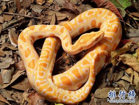 生活在澳大利亚的细鳞太攀蛇有多毒 大洋洲的毒蛇有哪些 腹黑 头部 毒液