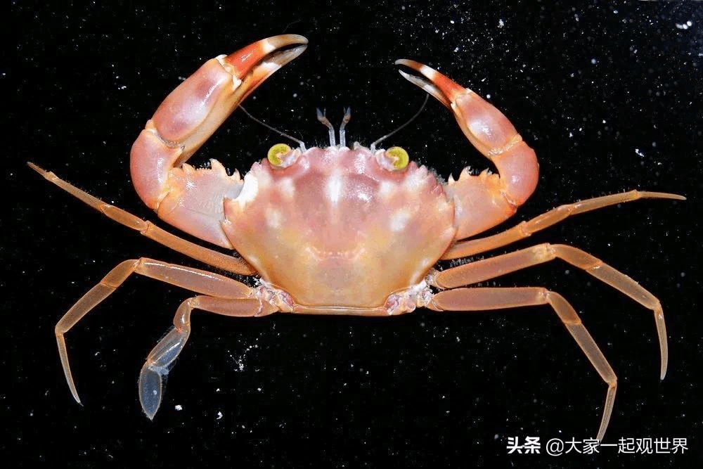 原创41种罕见的螃蟹有的含有剧毒有的美味可口有的美丽漂亮