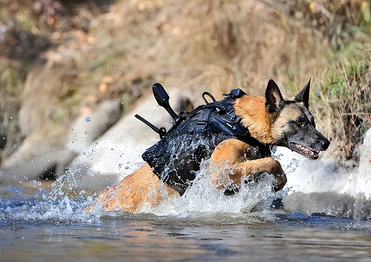 爆帅的5种军犬