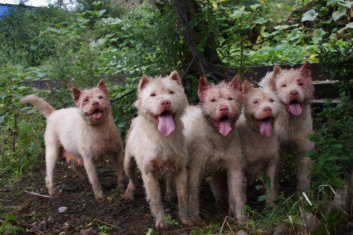 本是世界级名犬,如今却被当成土狗嫌弃