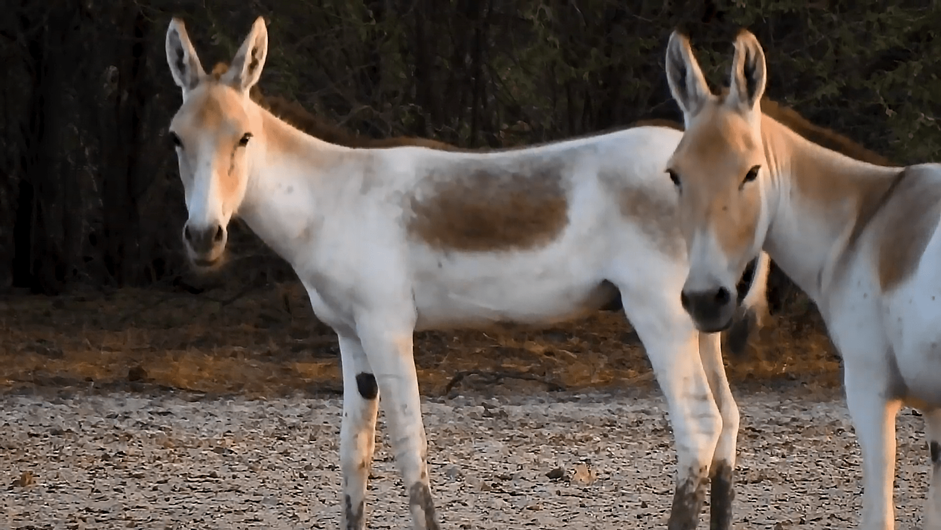 野驴 Equus hemionus - 物种库 - 国家动物标本资源库