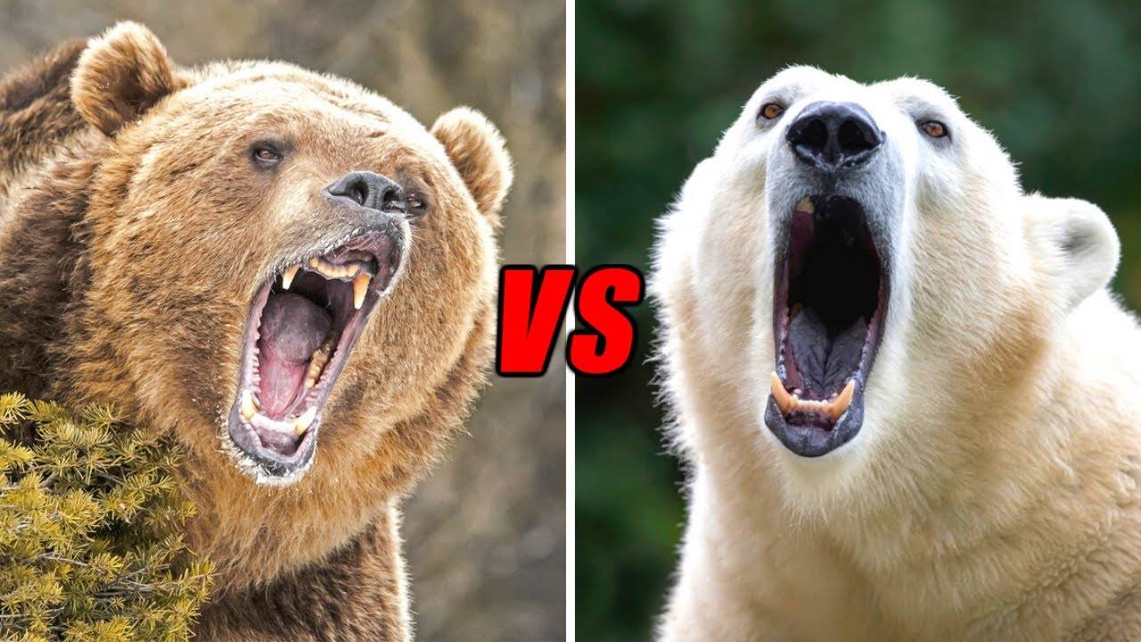 北极熊vs科迪亚克棕熊,谁才是真正的猫科一哥?