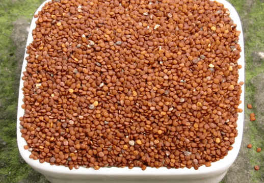 它叫"假酸浆",果实像灯笼是做手搓冰粉的原料,你可能也吃过_雪糕_农村