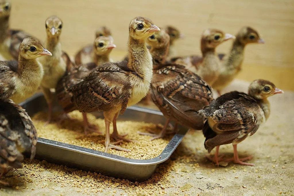 原创带小朋友开心地去动物园玩玩免费的礼物等着你来