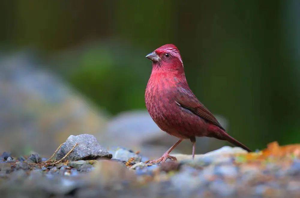 红麻料鸟公母鉴别图片