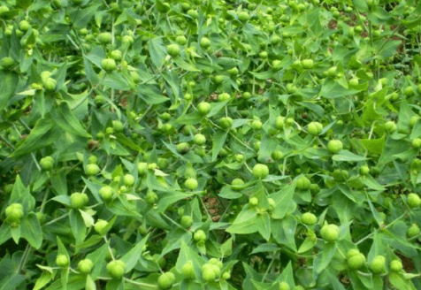 农村野草人称"千金子",全株有毒,农民见了就砍,却不知是名贵中药_种子