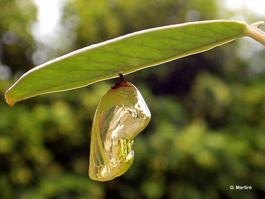 原创观生自然丨印度洋的星光非洲的紫斑蝶
