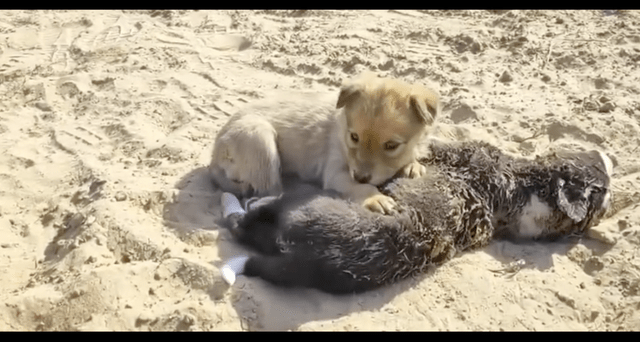 小伙伴死去后,流浪狗还守在它的身边不愿离去,这场景看得好心酸_沙堆里_小狗_离开