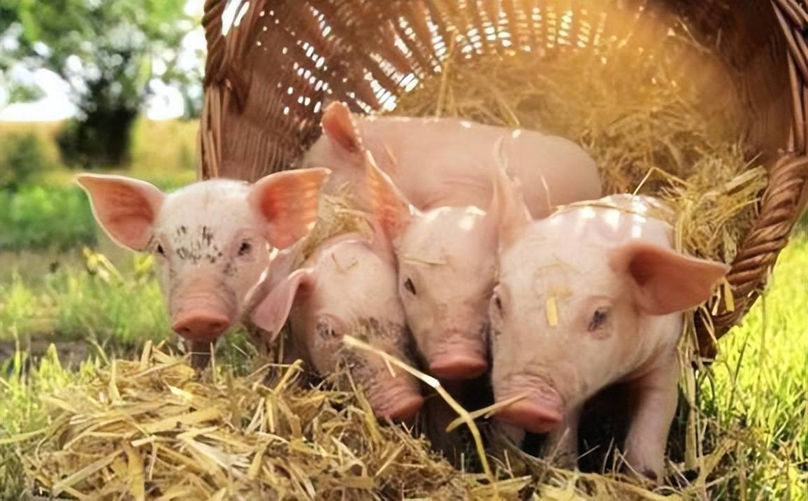 饲料霉变猪对吃食并不挑剔,什么都可以吃,这就导致猪经常会吃进去