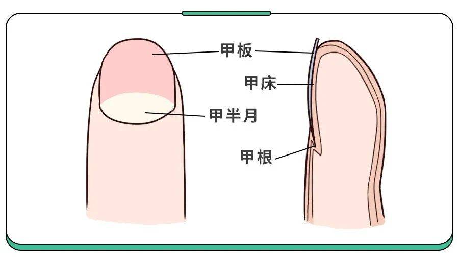 白斑、薄脆、凹陷,娃指甲有异常,不是缺营养,可能暗藏疾病