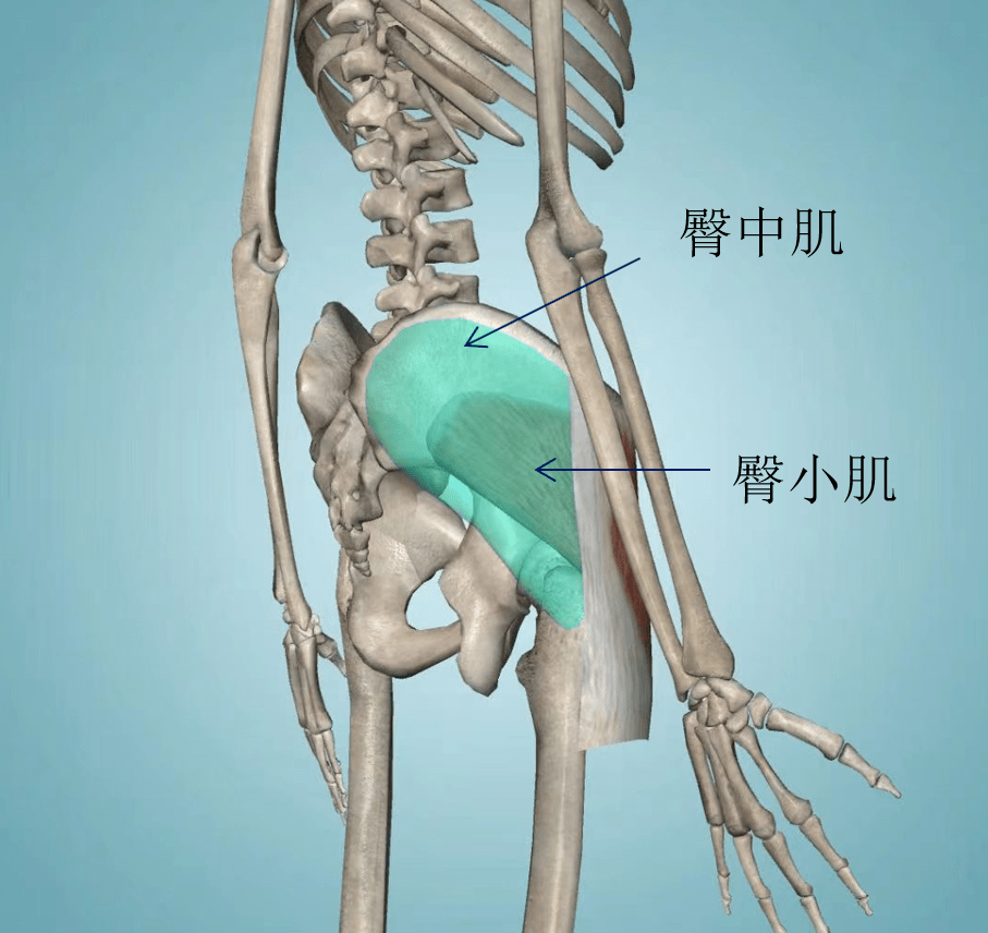 臀小肌定位图解图片