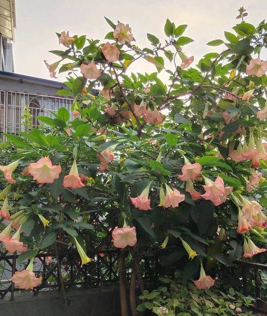 这是有毒的情花,杨过为它受了16年苦,如今敢当盆栽养,少碰它_毒性