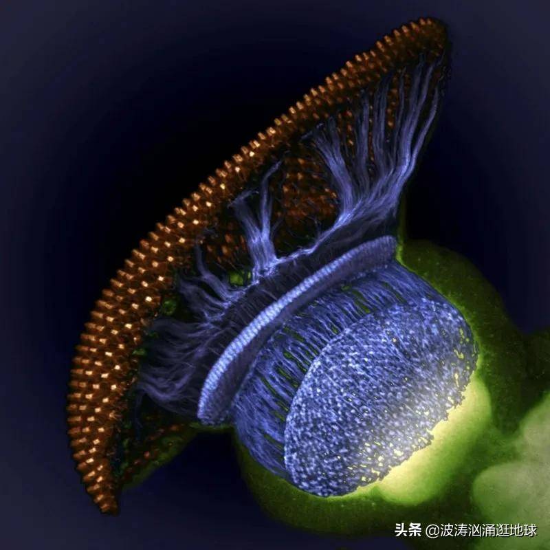 原创新显微镜里的世界蚊子的心脏人的舌头像森林骨质疏松好吓人