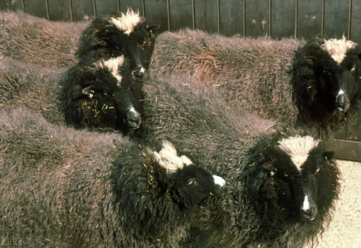 世界上第一只克隆羊多莉的羊毛捐赠给博物馆 - Mandarinian
