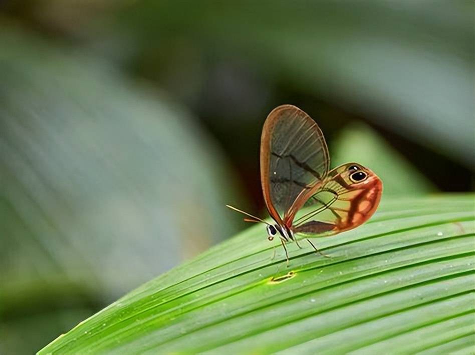 原创玻璃翼蝶喜欢走自己的路就像现在的年轻人极具个性一样