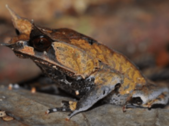 枯叶蛙看上去很像落在地面上的枯萎的树叶,为了生存,伪装以迷惑捕食者