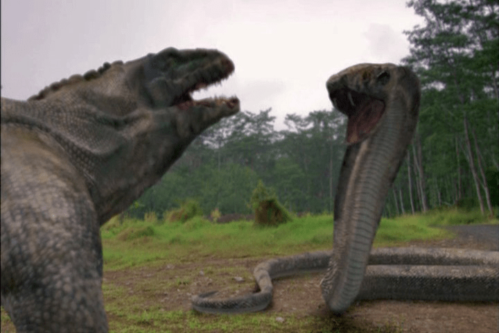 眼镜王蛇vs科莫多巨蜥,当蛇王遇到蜥蜴王,谁会笑到最后呢?