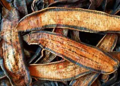 水蛭可以钻破鸡胃吗?吸附在人身上该怎么办_吸盘_小时候_东西