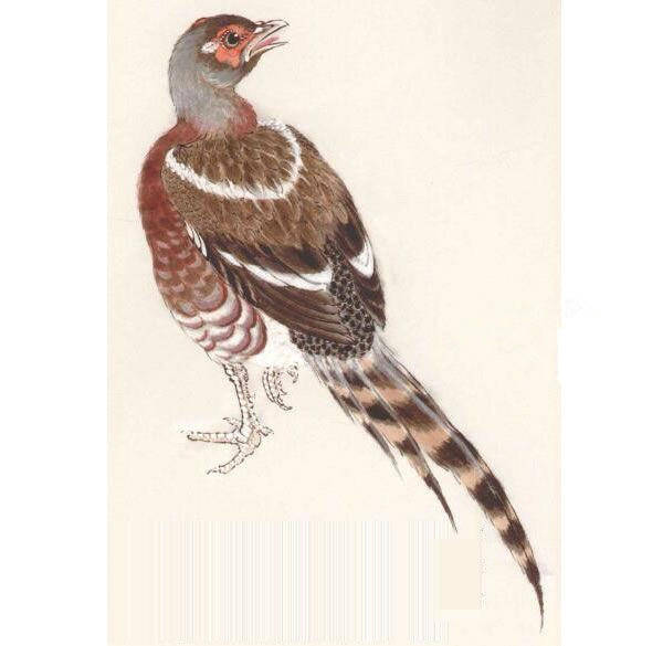 环颈雉鸡工笔画法步骤图示_白粉_尾翎_胸腹