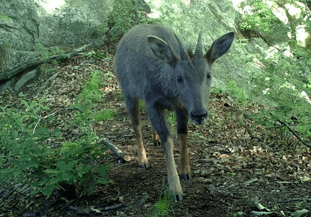 原创浙江女子救助中华斑羚幼崽一年后突遇暴风雪被困斑羚雪地救人