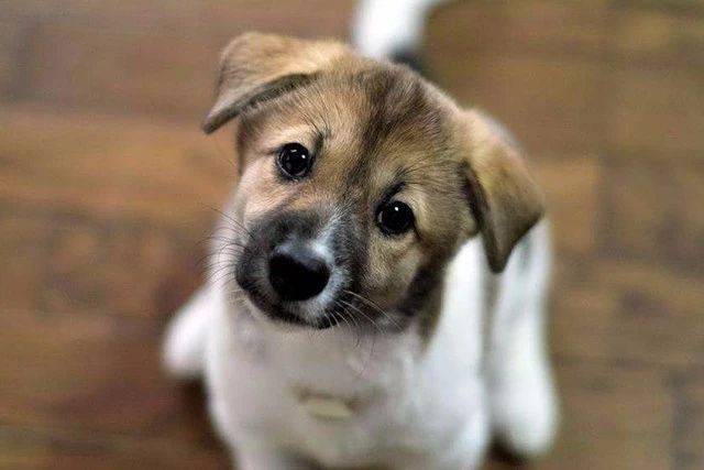 造成狗狗肠胃差的原因都有哪些 狗狗细小损伤肠胃怎么办 病毒 粘膜 粪便