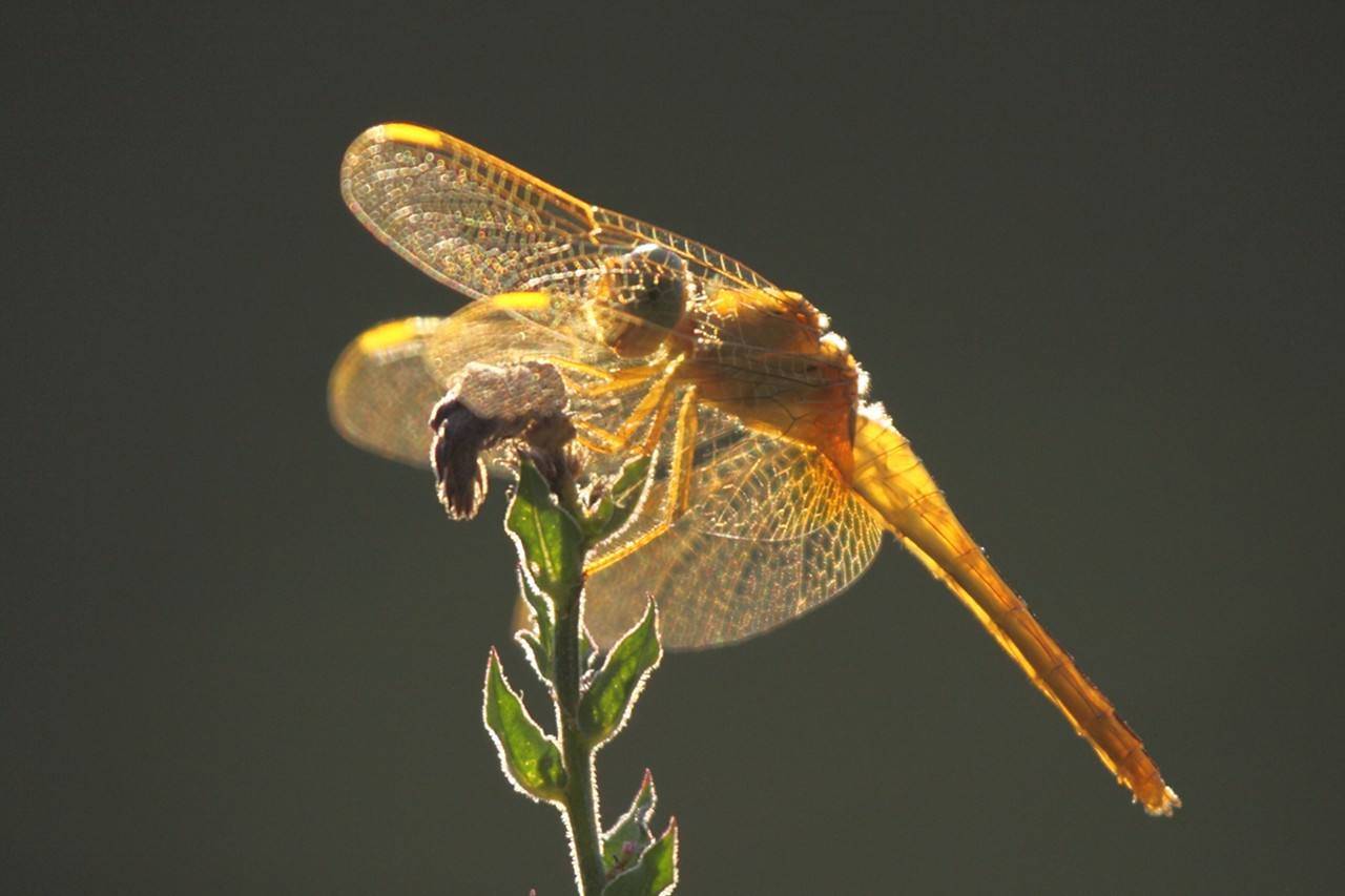蜻蜓成长全过程记录图片