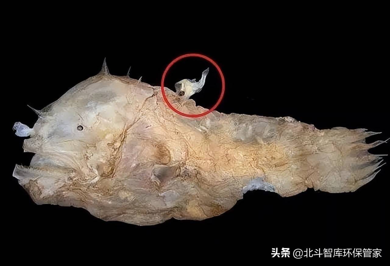 没得吃,没对象,没人爱,深海"丑"鱼惨出你想象_生活_保护_食物