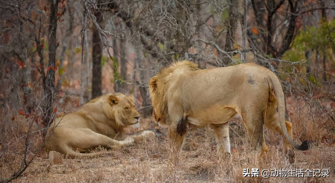 马布里雄狮联盟的大头马布里雄狮联盟的大头坏男孩雄狮的怪尾巴和撒旦