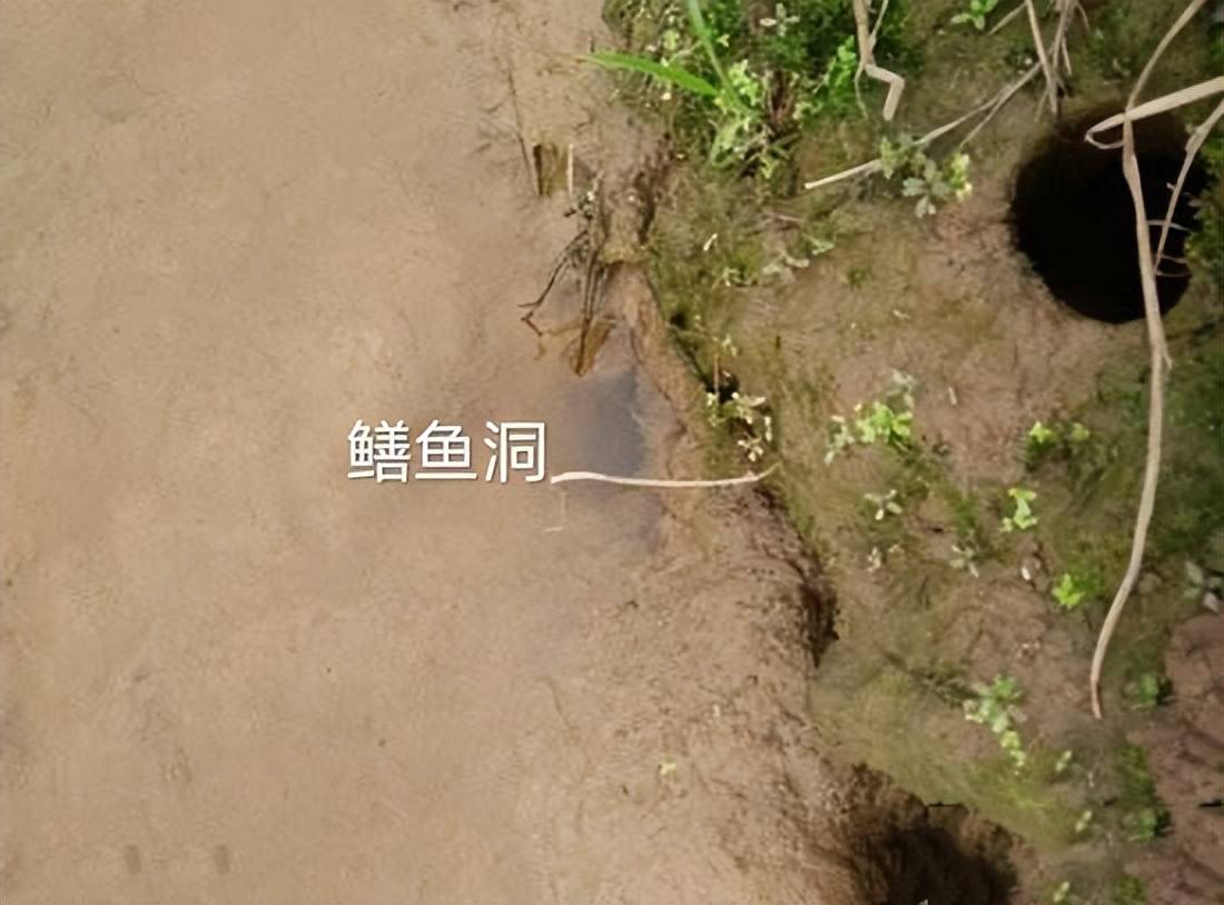 原创在农村田埂上捉黄鳝怎么分辨蛇洞和黄鳝洞
