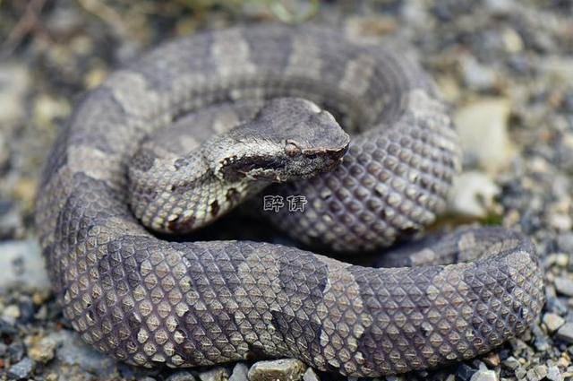 四国杀人魔蛇,闯入新疆,雕和隼联手迎战_毒蛇_猎物_毒液