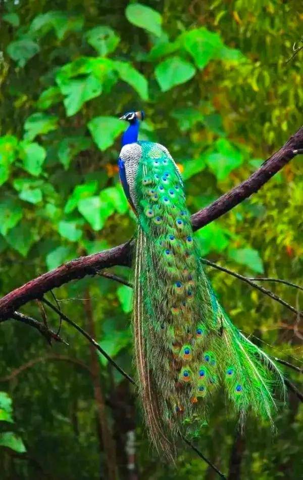 原创华贵吉祥雍容华贵富丽堂皇的孔雀鸟芳情雀艳若翠仙