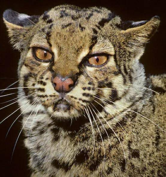 原创猫亚科动物图鉴准备好一起吸猫了吗