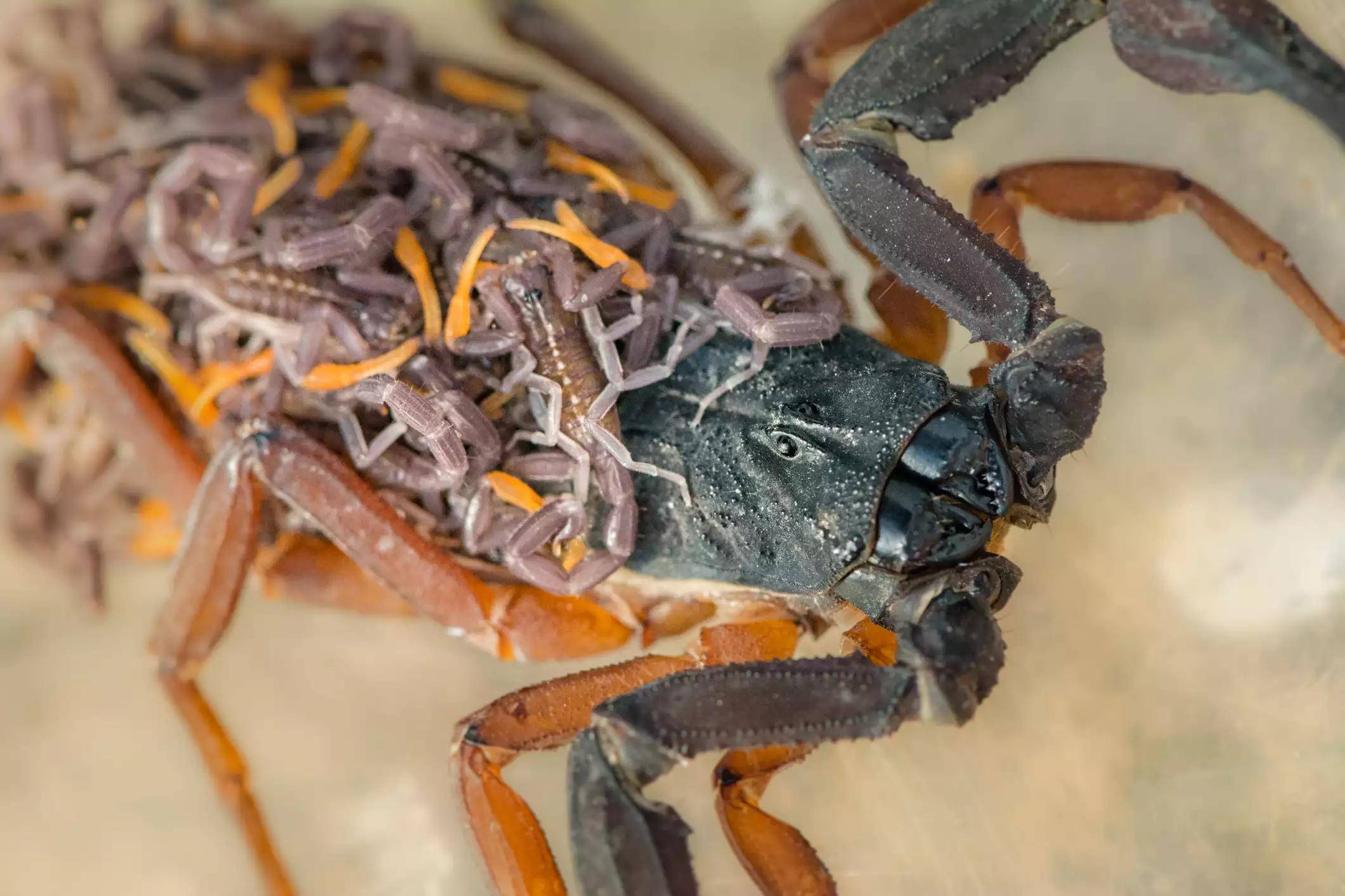 巨型毒蝎子的图片图片