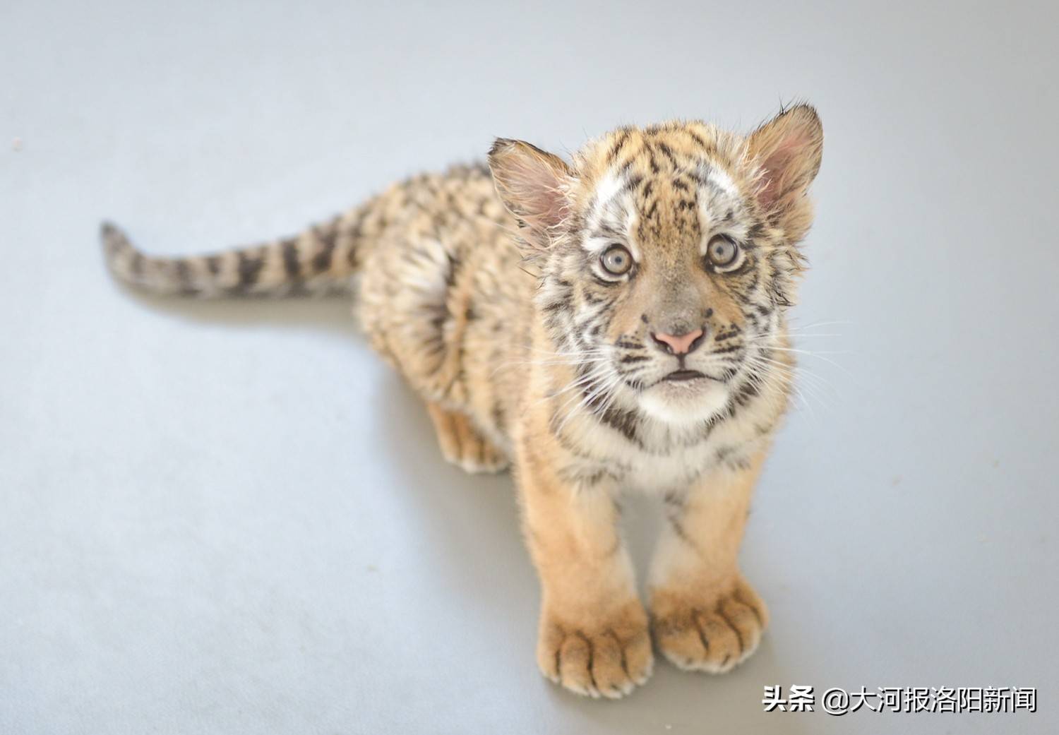 原创奶凶可爱洛阳王城公园动物园两只华南虎宝满百天