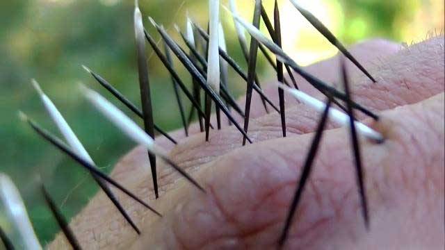 原创葬爱家族代言人社交距离的模范保持者温柔的长矛手豪猪