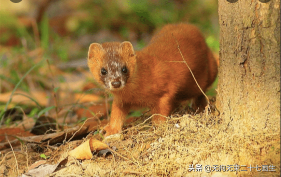 为啥"黄鼠狼"被称为"黄大仙"?它到底有啥本事?_奶奶_动物_名字