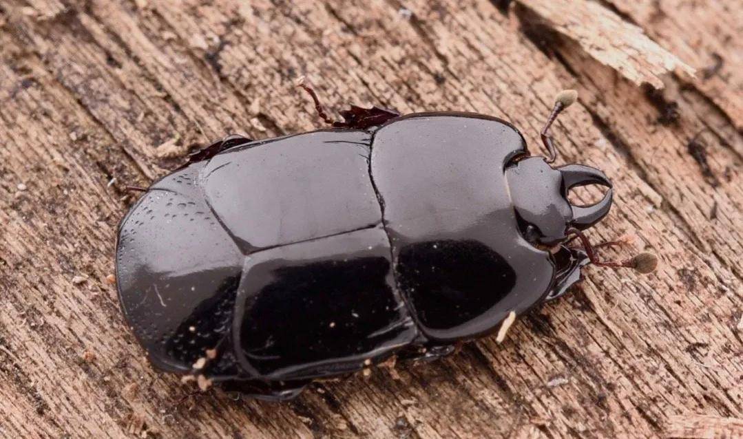 (七)阎甲科(六) 扁泥甲科两种雌雄成虫和蛹(五) 沼甲科全虫态(四)蚤蝽