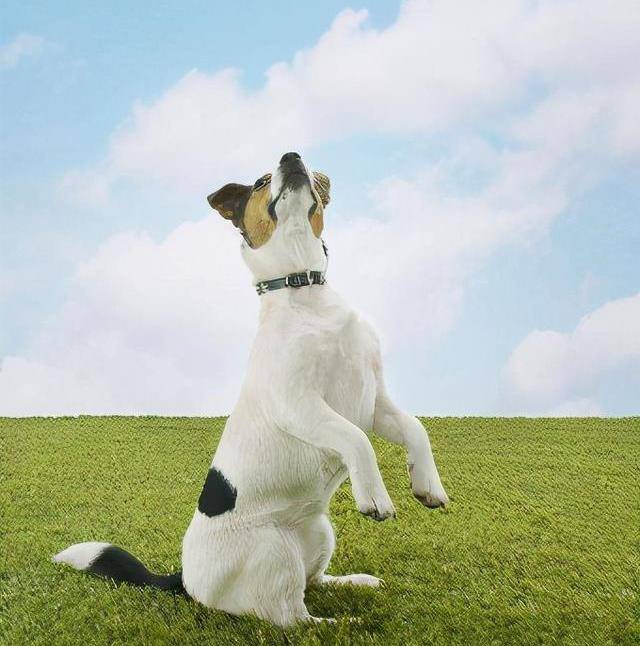 你知道狗站起来有哪些影响吗?主要是这些原因_狗狗_行走_严重