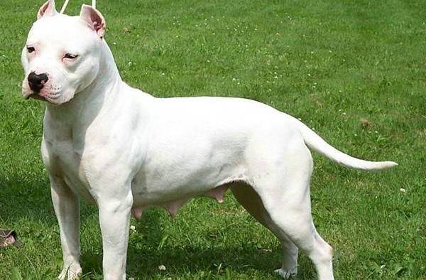 犬 猫出现红斑 肿胀和水疱是什么状况 该怎么治疗并防止抓痒 宠物 进行 症状