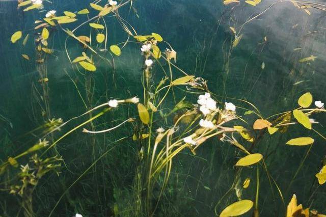水性杨花，纳西风情！云南这一景区，地处丽江市，被誉为高原明珠