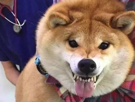 狗狗_营养_报复