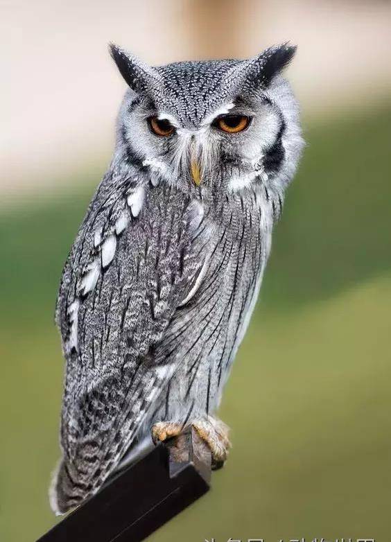 白脸角鸮长度20-25厘米,雌性较大.