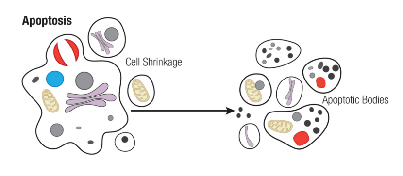 细胞凋亡简图图片