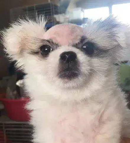 犬 猫出现红斑 肿胀和水疱是什么状况 该怎么治疗并防止抓痒 宠物 进行 症状