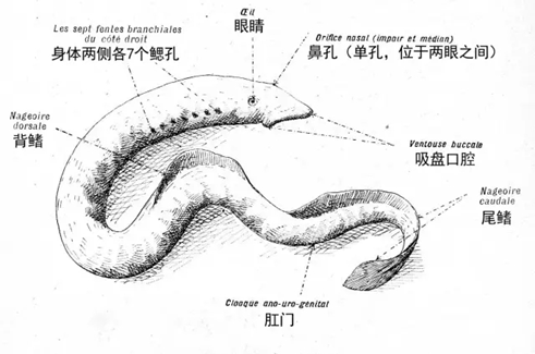 6亿年前就存在的"坑鬼鱼"_中央研究院_北美_标本