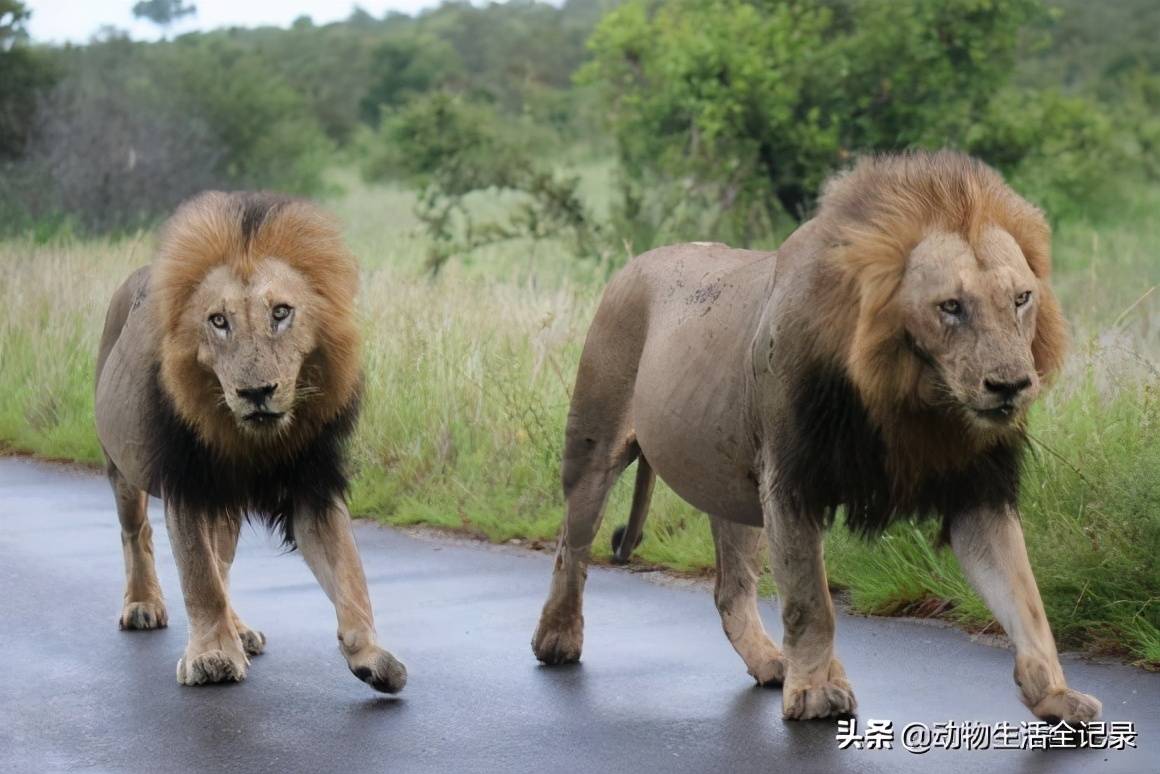 原创勒布隆雄狮联盟号称克鲁格国家公园体型最大的雄狮联盟威武