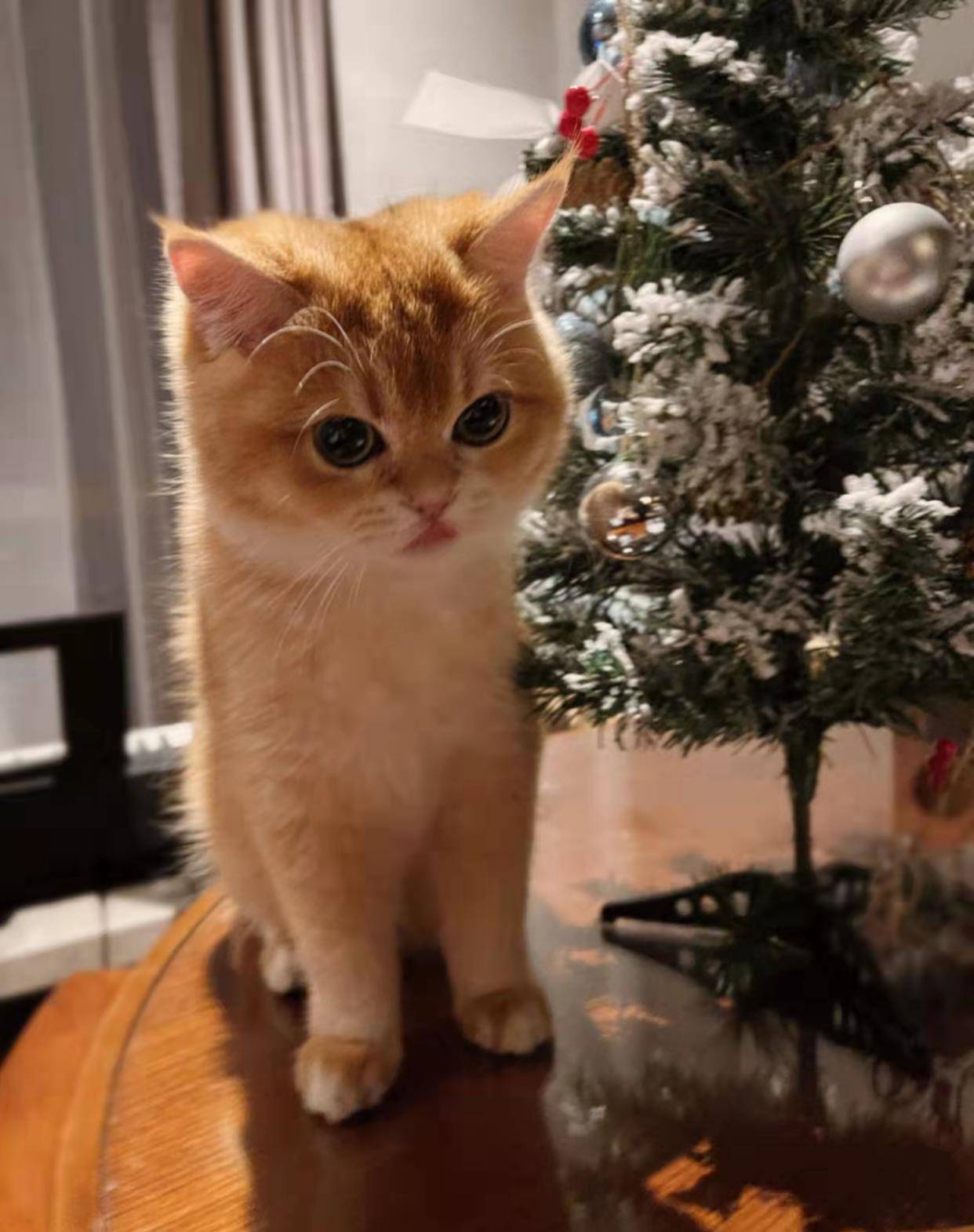 张艺兴的猫好厉害,登上人民网:猫届顶流啊!_萝卜_时候_老三